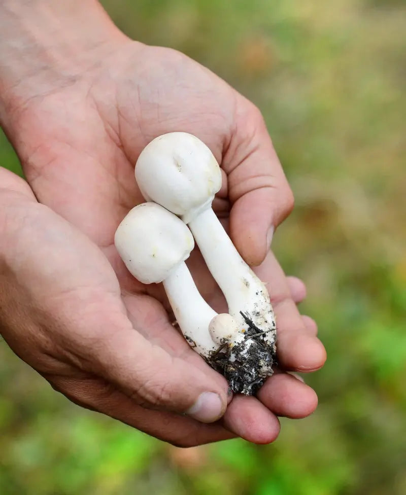 Cordyceps Mushroom Supplements