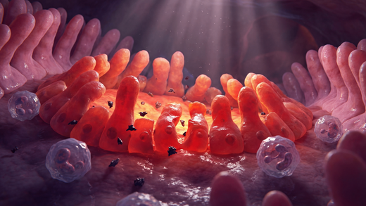 Gut before daily probiotics