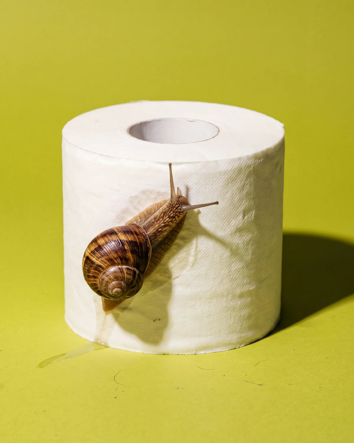 A garden snail crawling slowly across a roll of white toilet paper, studio still life on lime paper